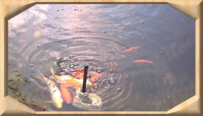  Koi's und Goldfische