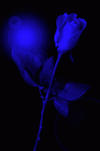  Blaue Rose